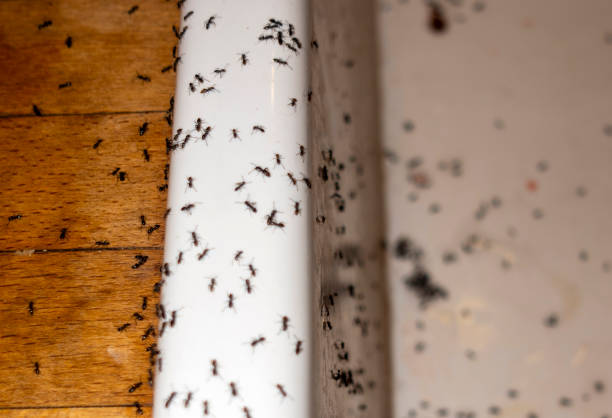 Best Ant Control Services  in Troutdale, OR