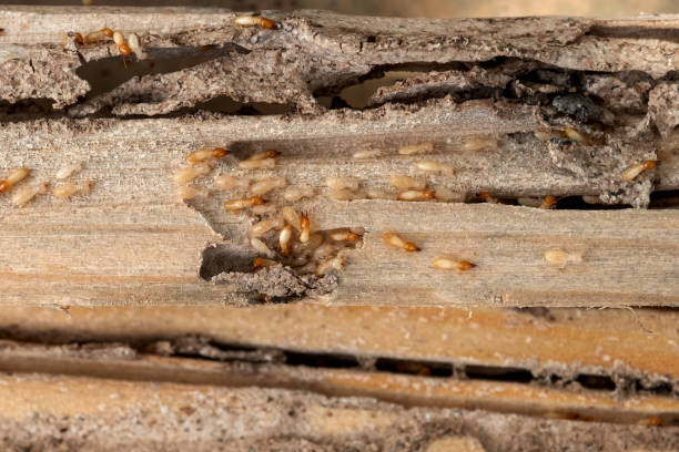 Best Best Pest Control Companies  in Troutdale, OR